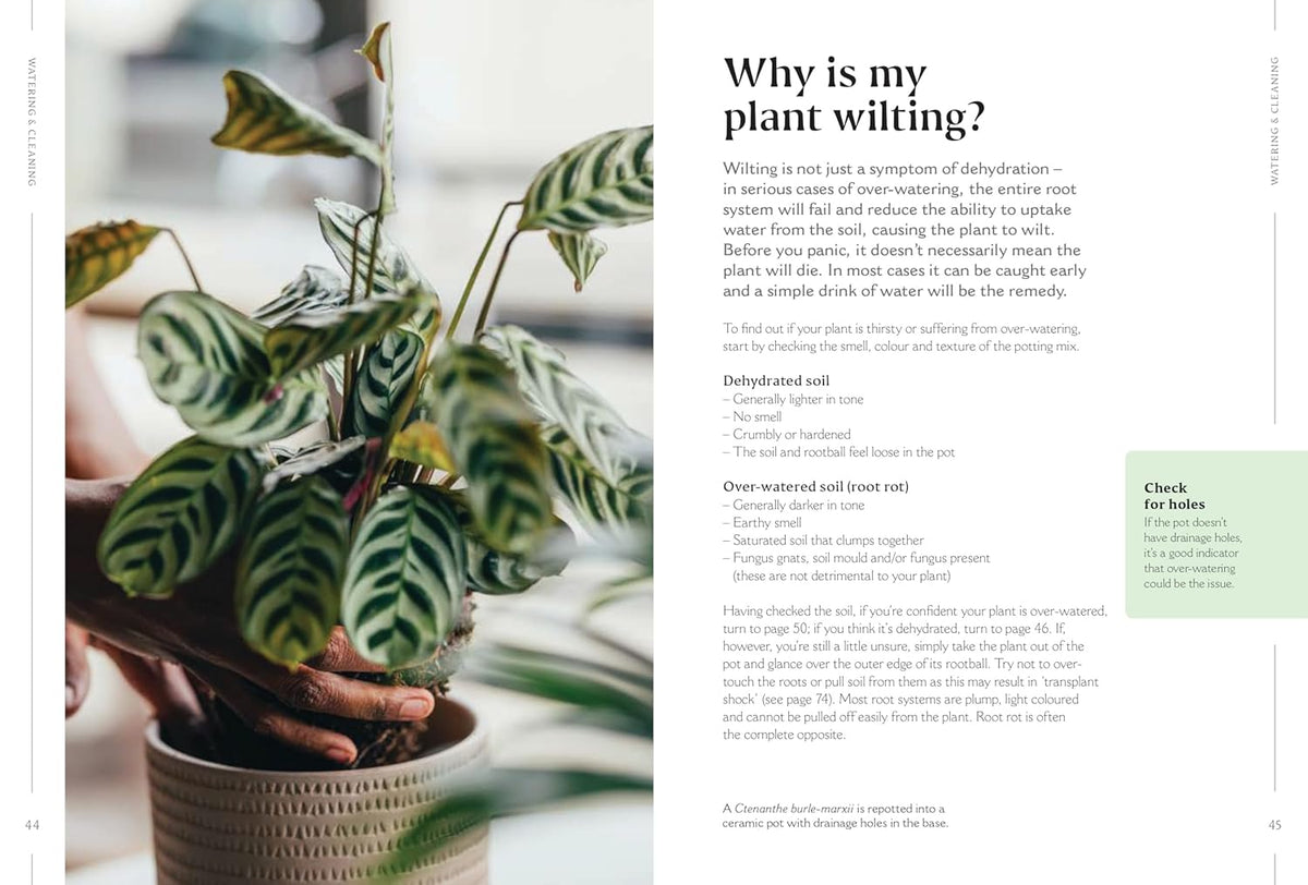 How to Make Your Houseplants Love You