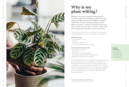 How to Make Your Houseplants Love You