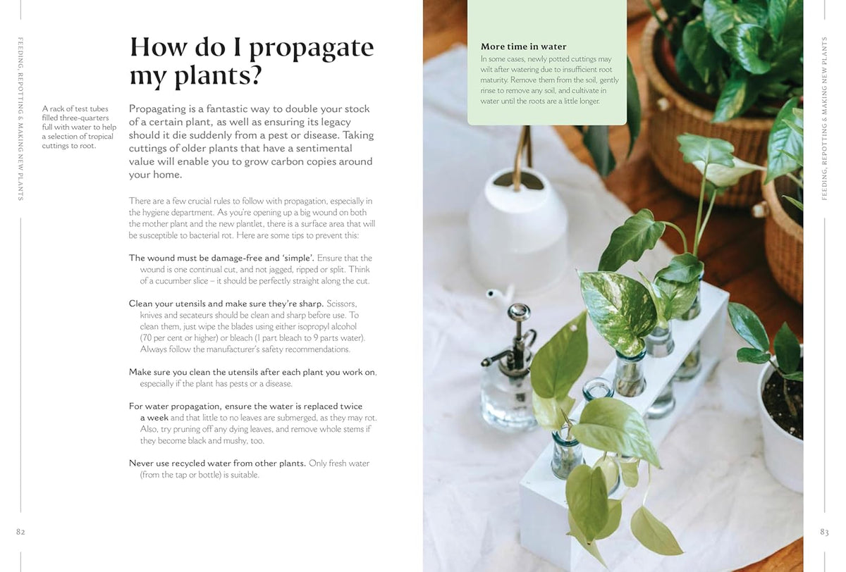 How to Make Your Houseplants Love You