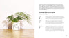 The Little Book of House Plants